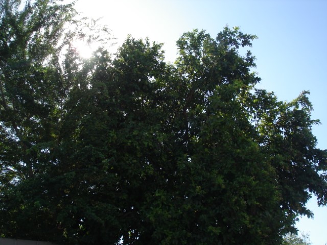 picture of the treetop